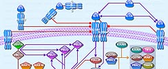 IL-1 Pathway